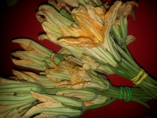 Fresh Flower of Squash