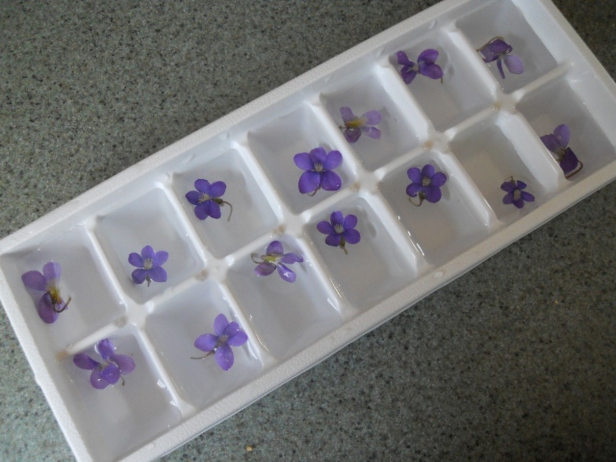 I Just Plopped Violets in an Ice Cube Tray and Filled It With Water - Not the Way to Do It