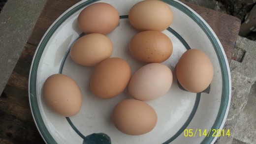 Organic eggs have good cholesterol for heart health