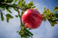 Pomegranate Fruit Juice Nutrition
