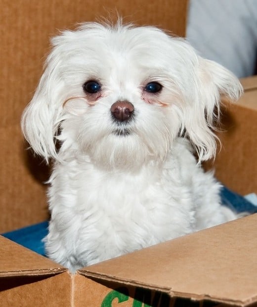 How To Housetrain A Puppy In 5 Days Using A Cardboard Box Pethelpful