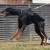 Doberman Pinschers were developed for personal protection. Doberman Pinschers were developed for personal protection.