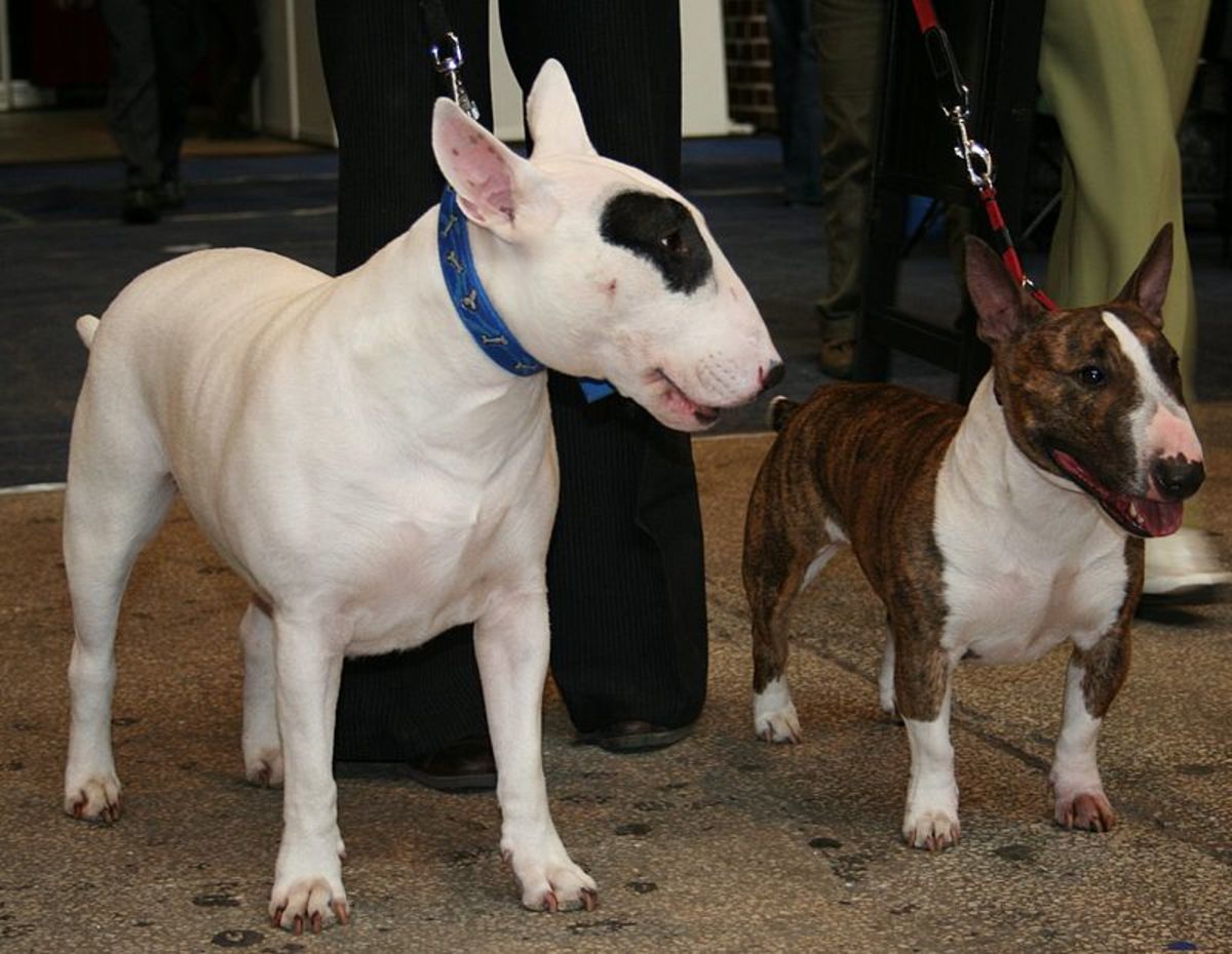 Your Guide To Bull Terrier Coat Colours Pethelpful By Fellow Animal Lovers And Experts