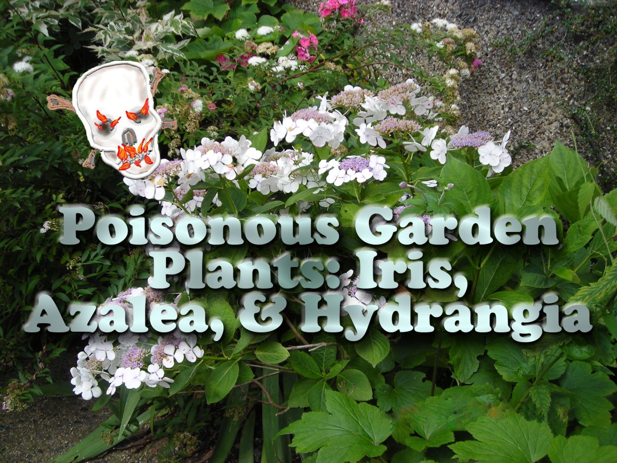 Mon Jardin Mes Merveilles Zoom Sur Un Hydrangea Automnal 2 2