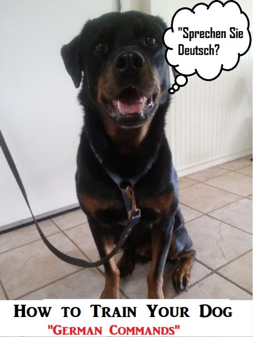 A Guide to Training a Dog German Commands HubPages