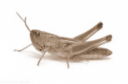 A Grasshopper can destroy crops or become a meal itself.