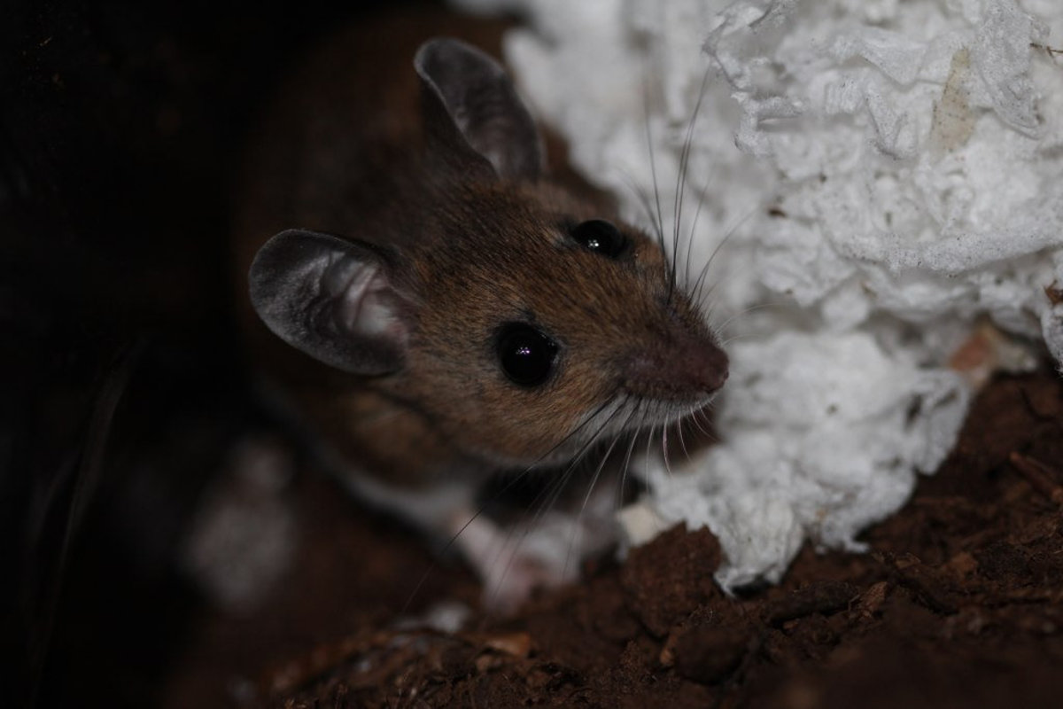 Are There Mice In Your Attic Or Hvac System Dengarden