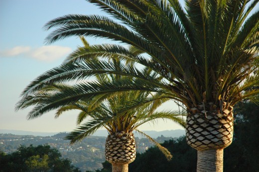 Palm trees above San Mateo, California