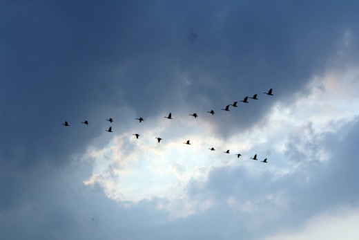 Birds forming a V-formation to cut air resistance and drag to fly at a faster pace