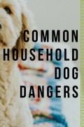 Common Household Items That Are Poisonous to Dogs