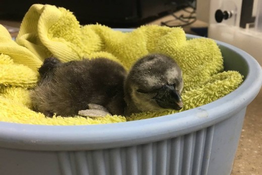 A Humboldt penguin chick has hatched at the  Oregon Zoo.  