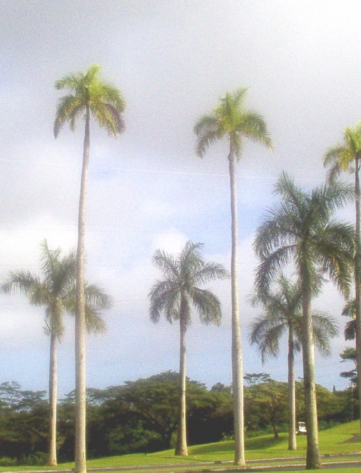 Prince Palms