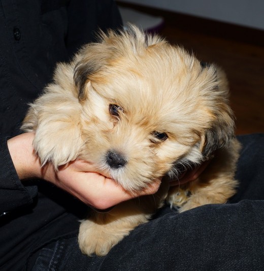 Two federal lawmakers have proposed a bill that woud ban placing dogs in overhead bins of commercials flights.  The proposed law comes after a puppy died after being placed in the overhead bin of a United Airlines flight.