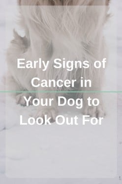 Early Signs Your Dog Might Have Cancer