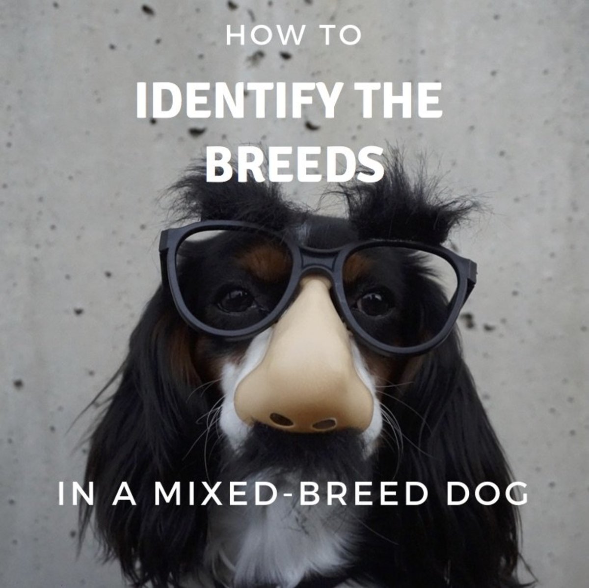 How To Identify The Breeds In A Mixed Breed Dog Pethelpful