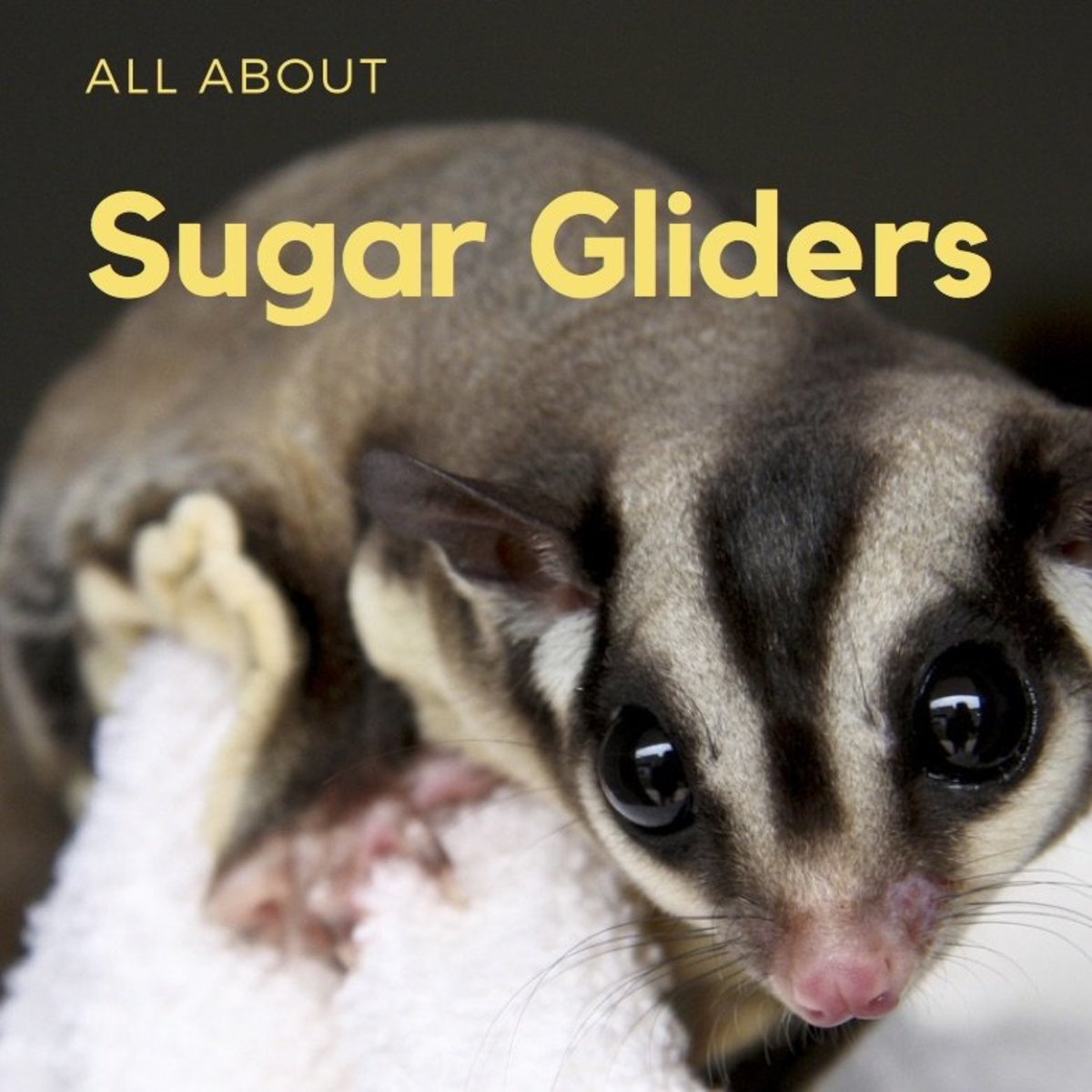 Information About Sugar Gliders: A Fun and Unusual Pet | PetHelpful
