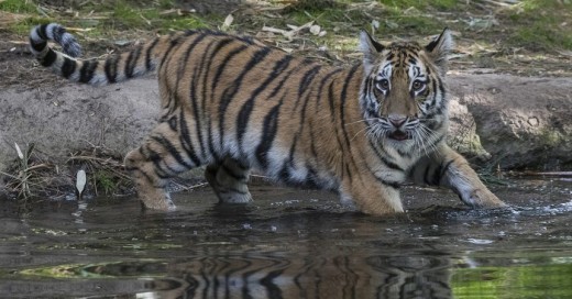 A Bengal tiger cub named Moka is recovering at San Diego Zoo Safari Park after undergoing emergency surgery. 