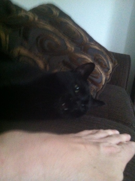 Uh oh, my hand got a little too close for his royal highness.  He bares his teeth at me to let me know, prior to biting.  