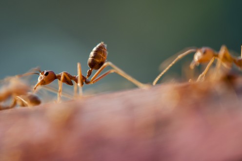 Small Ant