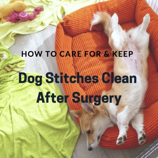 How to Care for and Keep Dog Stitches Clean After Surgery PetHelpful
