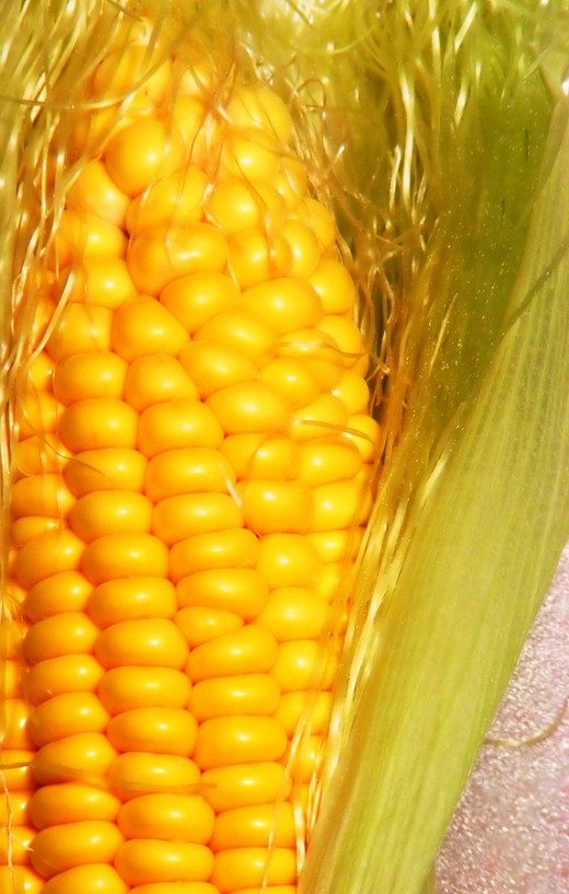 Corn, just one grain that biodegradable litter is made from. 