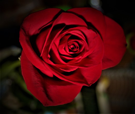 Rose Red