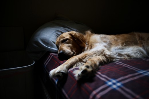 Being worn out after a day at the dog park is to be expected, but if your dog is lethargic even after a good night's sleep at your feet then it's time to start looking for other signs of pain.