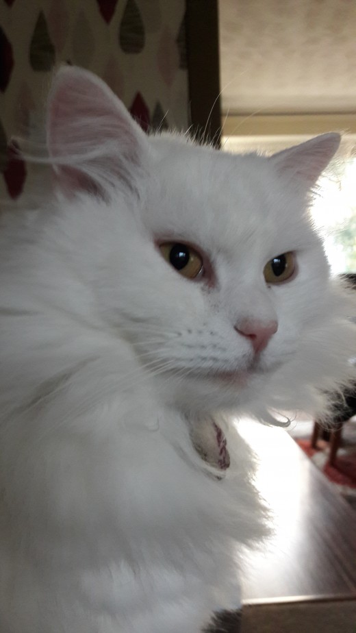 Beautiful white Turkish swimming cat.