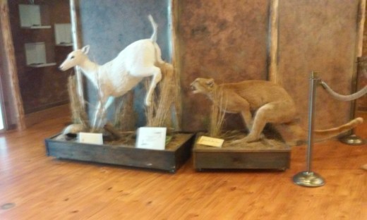 Wildlife Exhibit,, Alabama Delta Resource Center