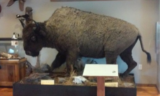 Wildlife Exhibit, Alabama Delta Resource Center