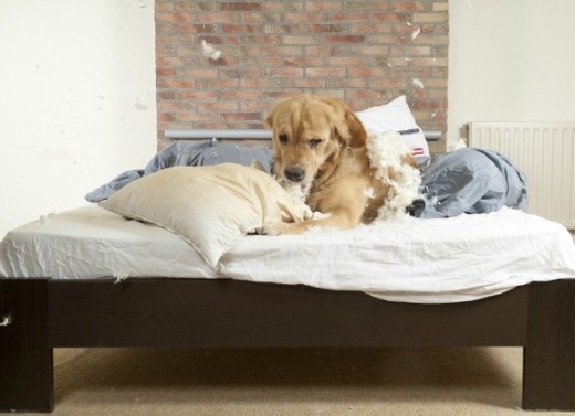 Some pets enjoy chewing up pillows and other soft things around the home.