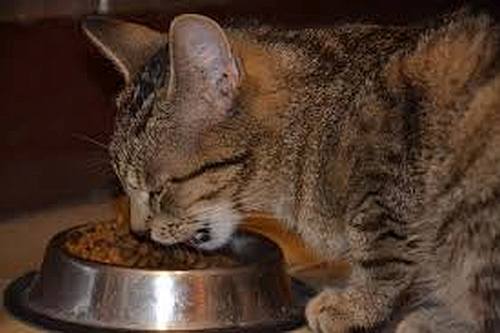 Your cat can't eat what you, your baby or your dog eat. Be care what you feed your cat.