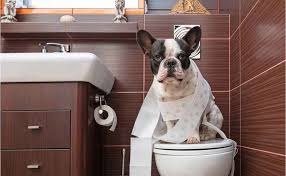 It takes plenty of patience when potty training your dog.  If only they could use the toilet like humans!