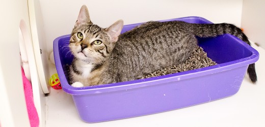 Finding the right litter box for your cat can be a tricky job, cats are very picky creatures.