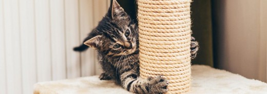 Buying a cat scratching stand can help save your furniture from your cat's sharp claws.