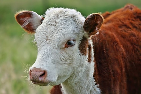 A polled Hereford calf - a good FFA project