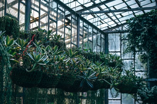 An interior view of a commercial greenhouse lined with hanging baskets of plants. A possible idea for your residential plans.