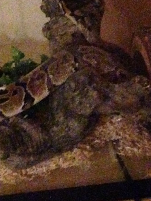 Flask, our Ball Python