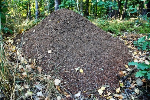 The Anthill