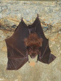 Hollow-faced Bat at roost