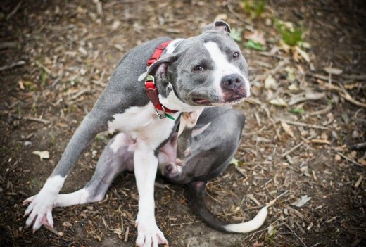 Pit bulls are known to scratch themselves raw. Take care before they do damage to their skin.
