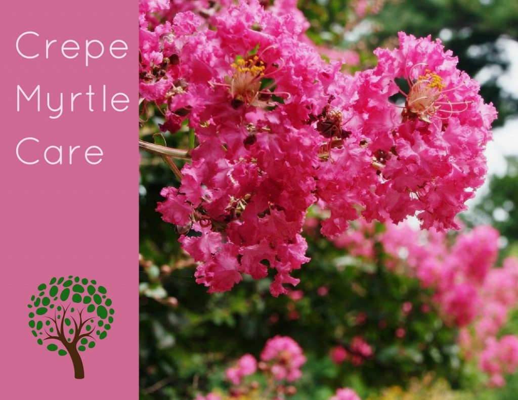 Proper Pruning of Crepe Myrtles Dengarden