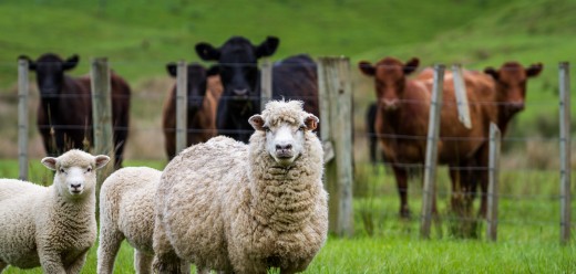 Farm Animals as Pets