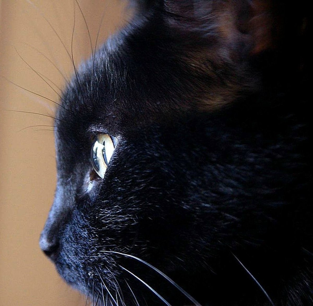 100 Unique Witch Names For Cats From History And Literature