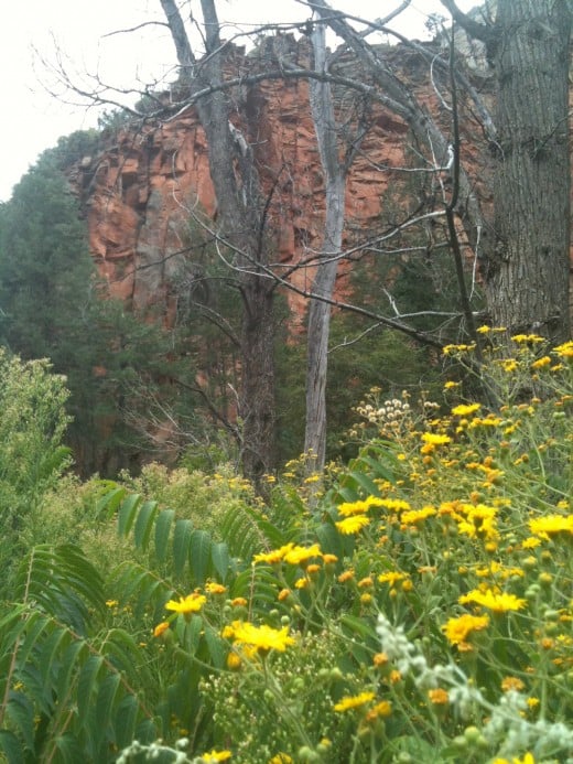 Oak Creek Canyon West Fork