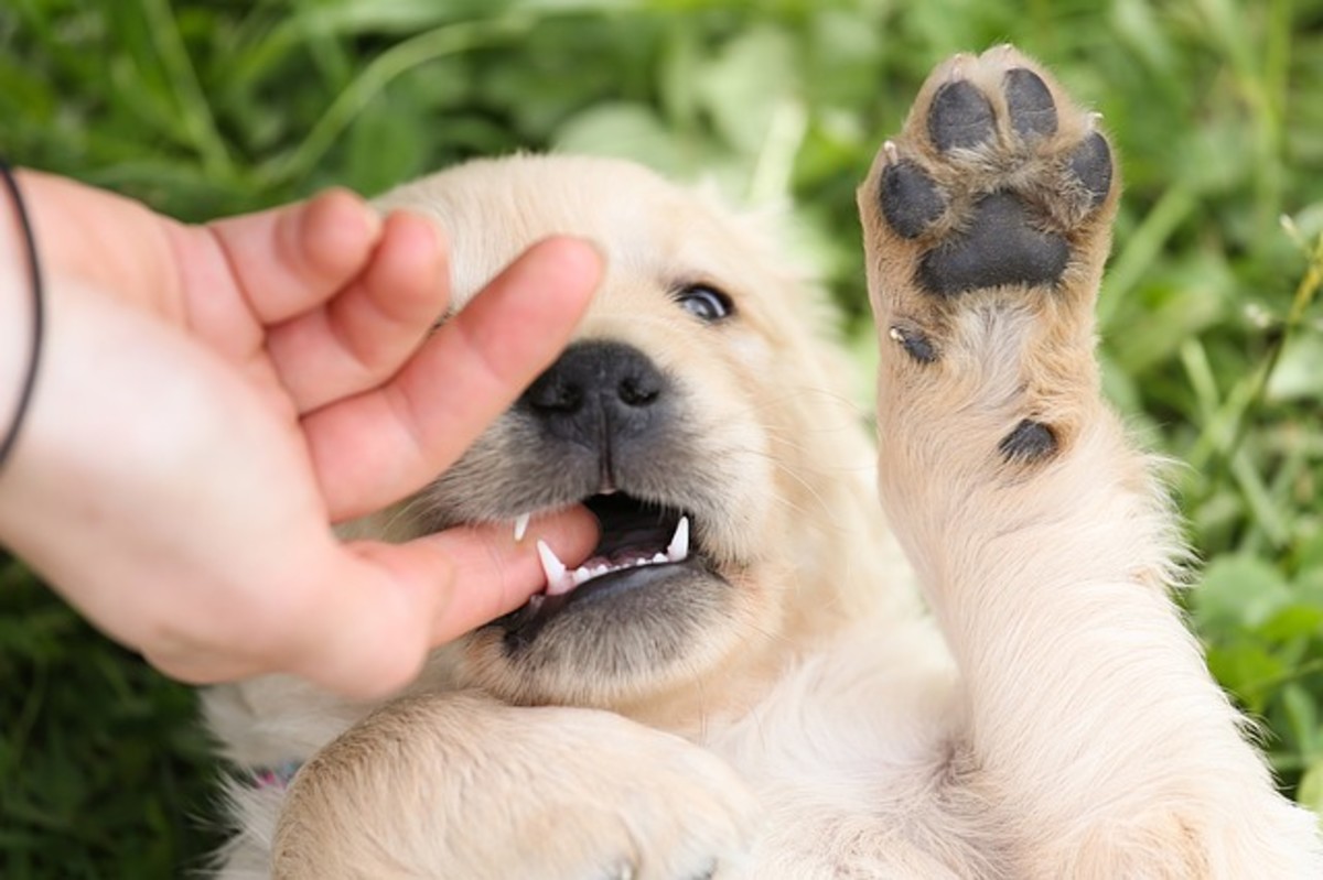 How to Get a Puppy Dog to Stop Biting PetHelpful