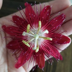 5 Perennial Vines for the Florida Garden