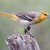 Female Bullock's orioles are washed in gray and a pale orange and are much less vibrant than the males. They remain paired up throughout the breeding season but may find other mates in later years. Female Bullock's orioles are washed in gray and a pale orange and are much less vibrant than the males. They remain paired up throughout the breeding season but may find other mates in later years.