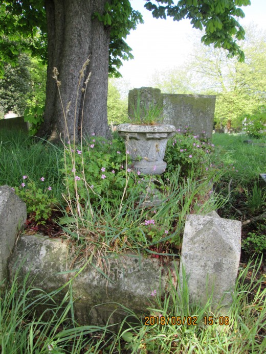 Our roots reach your branches... Forgotten memorials are taken over by attractive, if unwanted, flora that know no bounds