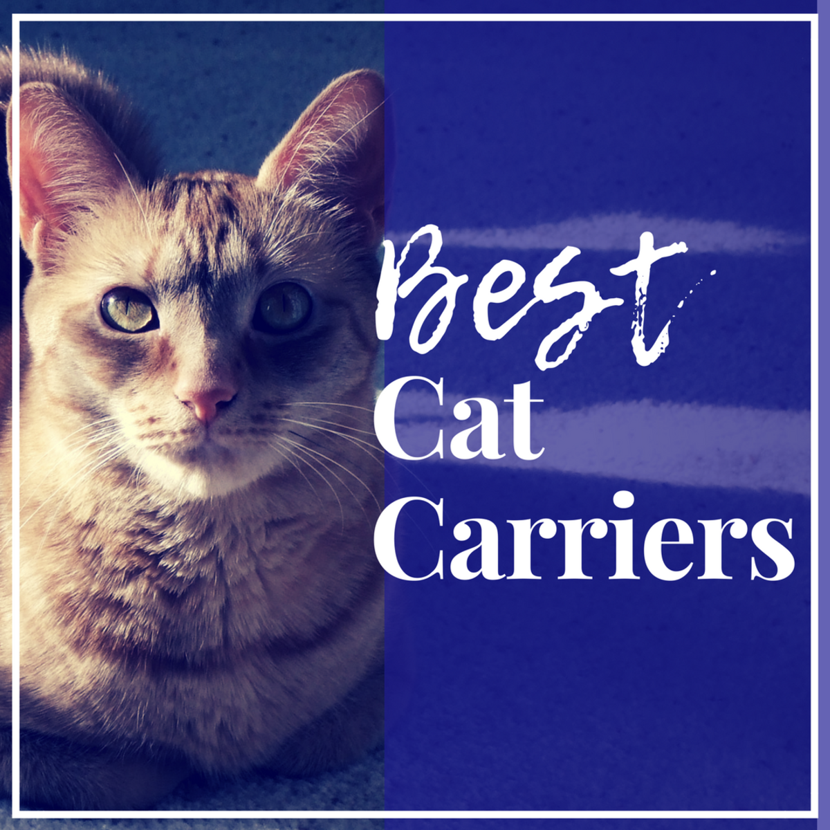 cat carrier cost